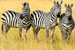 south africa travel
