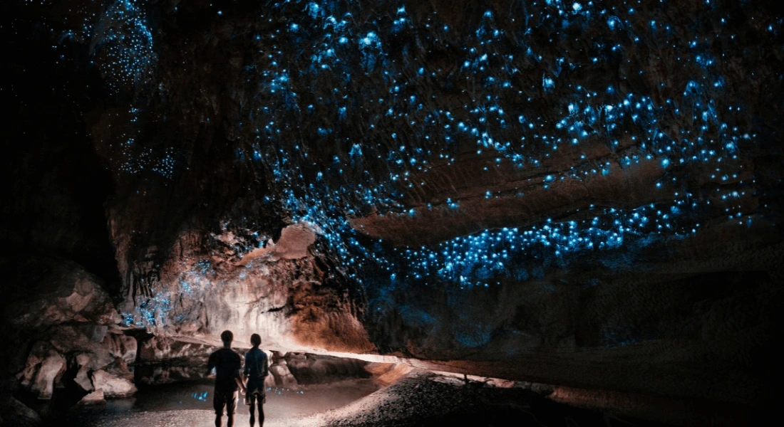 waipu glow worm cave