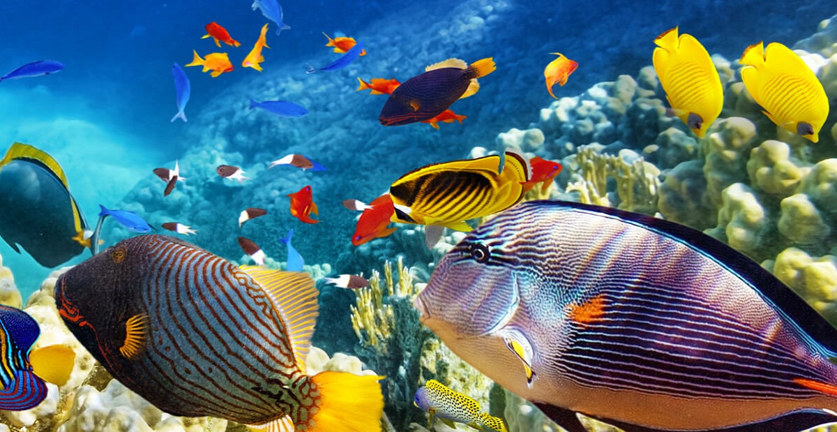 Scuba Diving Travel Insurance Dive to Cover